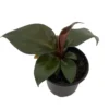 Red Heart Philodendron Plant - 4 Inch Pot - Collector's Series