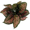 Red Valentine Chinese Evergreen Plant 6" Pot Aglaonema Dim Light