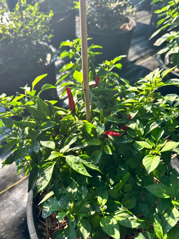 Rooster Spur Pepper Seeds - Heirloom Variety - Grow Your Own Hot Peppers