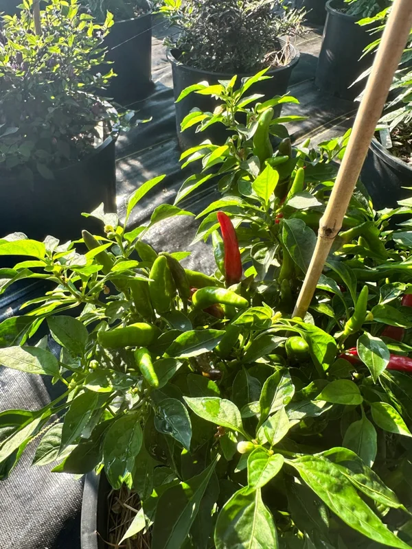 Rooster Spur Pepper Seeds - Heirloom Variety - Grow Your Own Hot Peppers