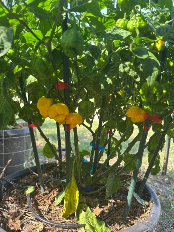 Scotch Brain Yellow Pepper Seeds - Superhot Variety