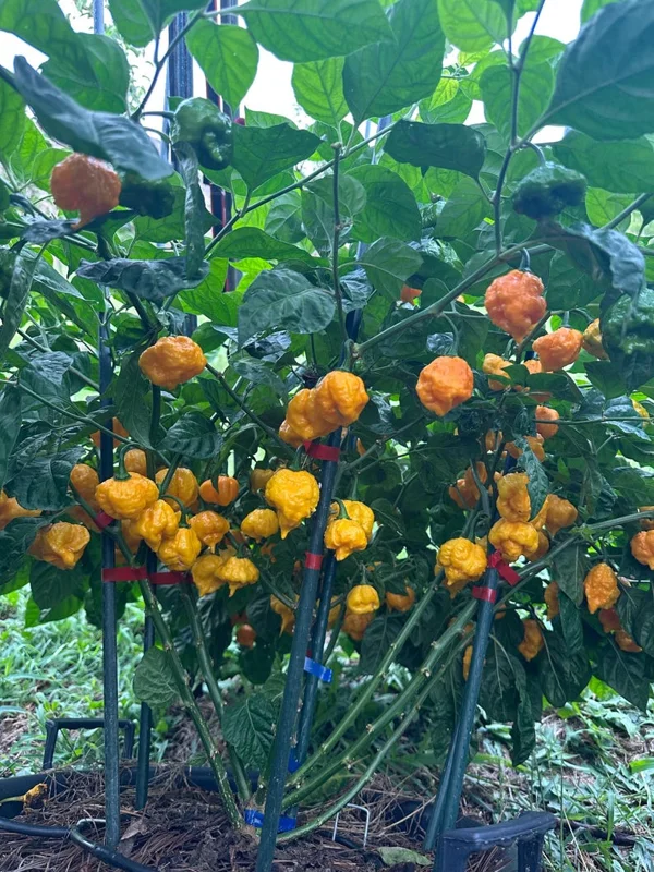 Scotch Brain Yellow Pepper Seeds - Superhot Variety