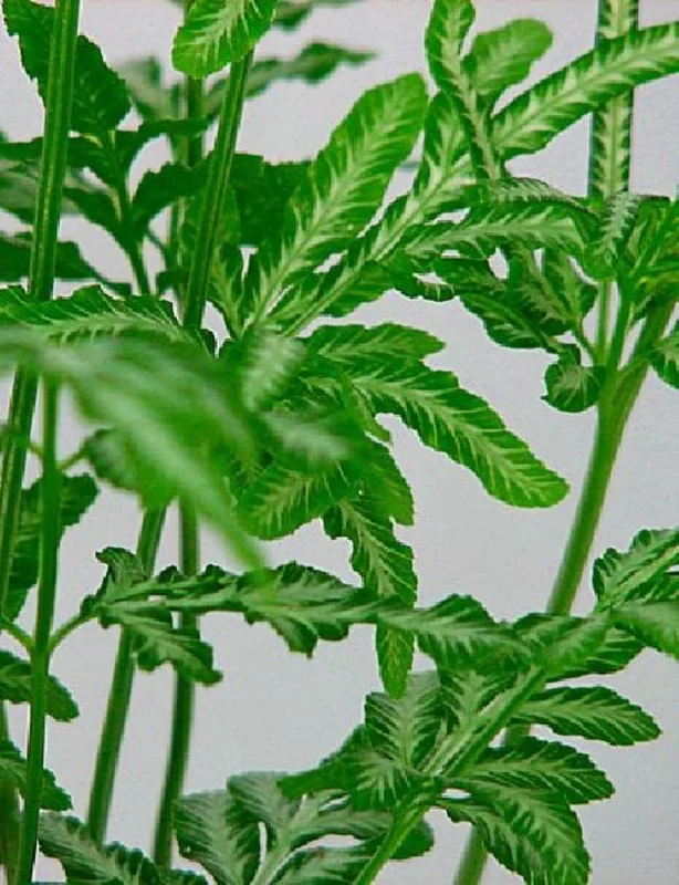 Silver Lace Table Fern Pteris ensiformis - 2.5 Inch Pot - Easy House Plant