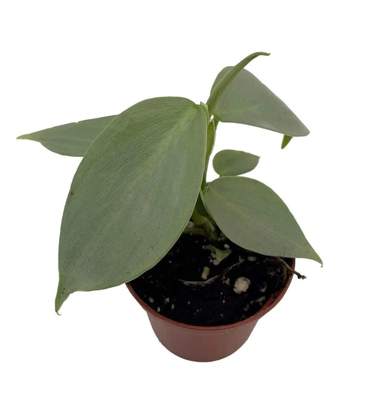 Silver Sword Philodendron hastatum - 2.5 inch Pot - Collector's Series