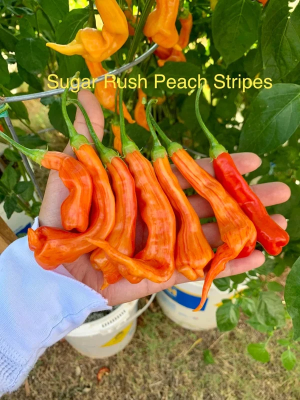 Sugar Rush Stripey Pepper Seeds - Heirloom Vegetable Seeds