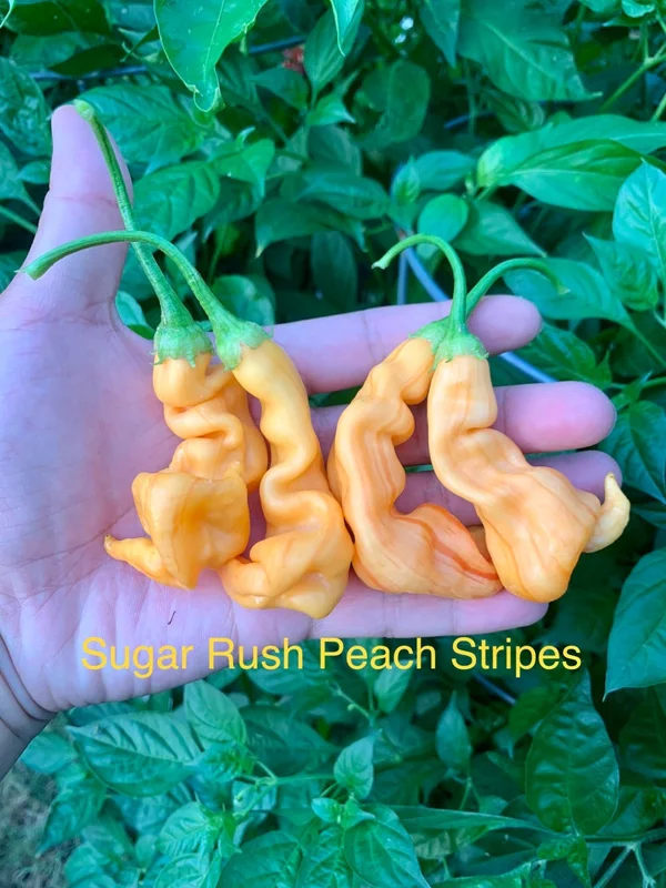 Sugar Rush Stripey Pepper Seeds - Heirloom Vegetable Seeds