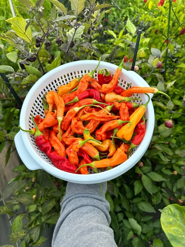 Sugar Rush Stripey Pepper Seeds - Heirloom Vegetable Seeds