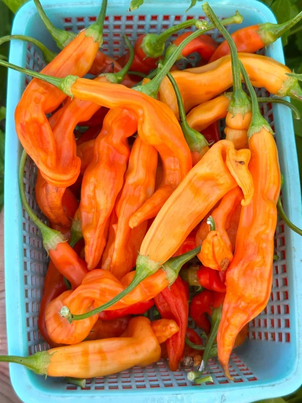 Sugar Rush Stripey Pepper Seeds - Heirloom Vegetable Seeds