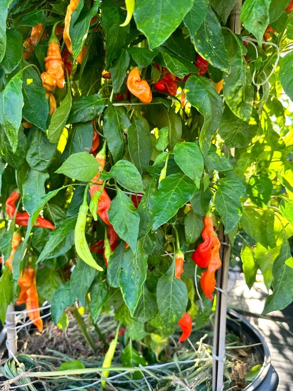 Sugar Rush Stripey Pepper Seeds - Heirloom Vegetable Seeds