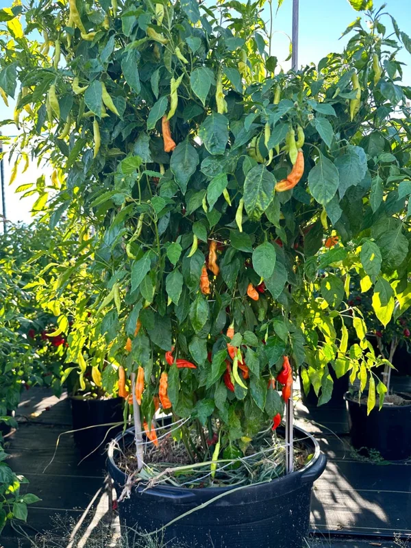 Sugar Rush Stripey Pepper Seeds - Heirloom Vegetable Seeds