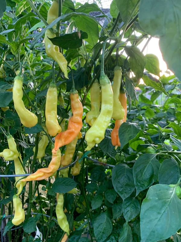 Sugar Rush Stripey Pepper Seeds - Heirloom Vegetable Seeds