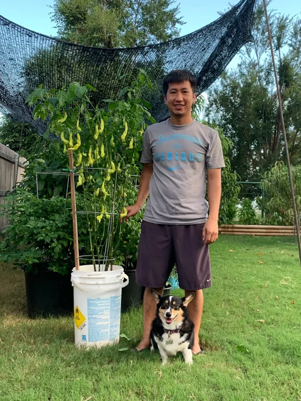 Sugar Rush Stripey Pepper Seeds - Heirloom Vegetable Seeds