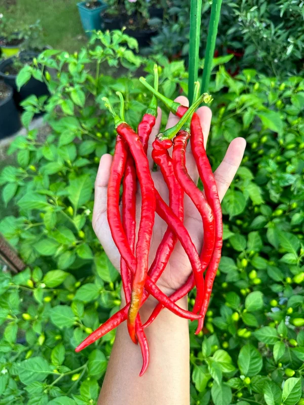 Thunder Jalapeño Pepper Seeds - Heirloom Vegetable Seeds