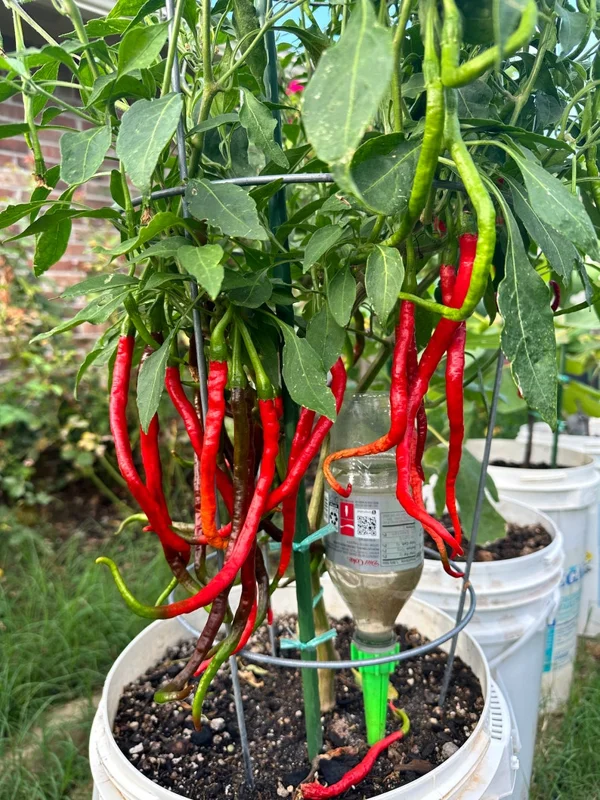 Thunder Jalapeño Pepper Seeds - Heirloom Vegetable Seeds