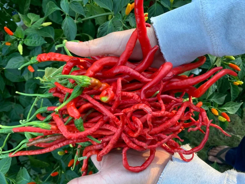 Thunder Mountain Longhorn Pepper Seeds - Heirloom Variety