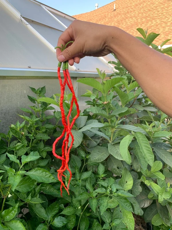 Thunder Mountain Longhorn Pepper Seeds - Heirloom Variety