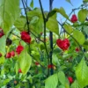 Tiberius Mauler Red Dark Leaf Pepper Seeds - Super Hot Variety
