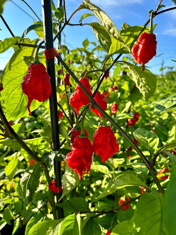 Tiberius Mauler Red Dark Leaf Pepper Seeds - Super Hot Variety