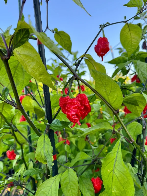 Tiberius Mauler Red Dark Leaf Pepper Seeds - Super Hot Variety