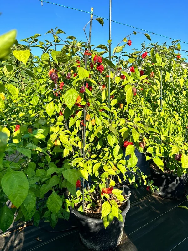 Tiberius Mauler Red Dark Leaf Pepper Seeds - Super Hot Variety