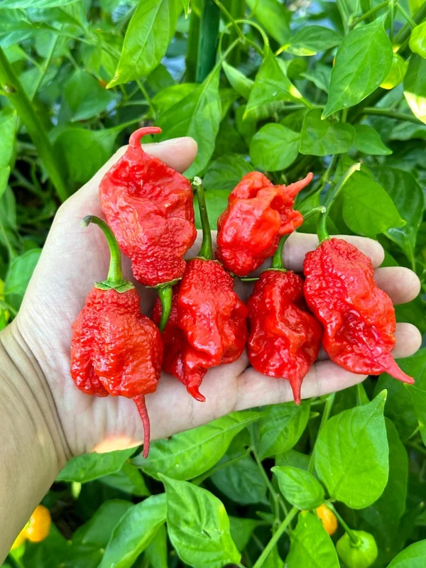 Tiberius Mauler Red Dark Leaf Pepper Seeds - Super Hot Variety