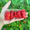Tiberius Mauler Red Pepper Seeds - Super Hot & Gnarly