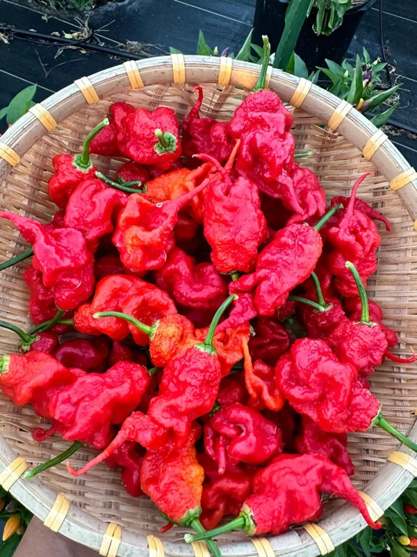 Tiberius Mauler Red Pepper Seeds - Super Hot & Gnarly