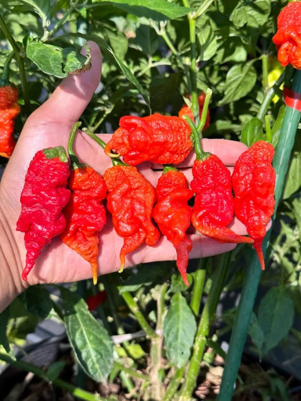 Tiberius Mauler Red Pepper Seeds - Super Hot & Gnarly
