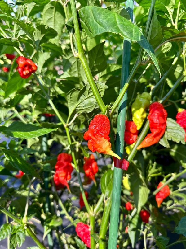 Tiberius Mauler Red Pepper Seeds - Super Hot & Gnarly