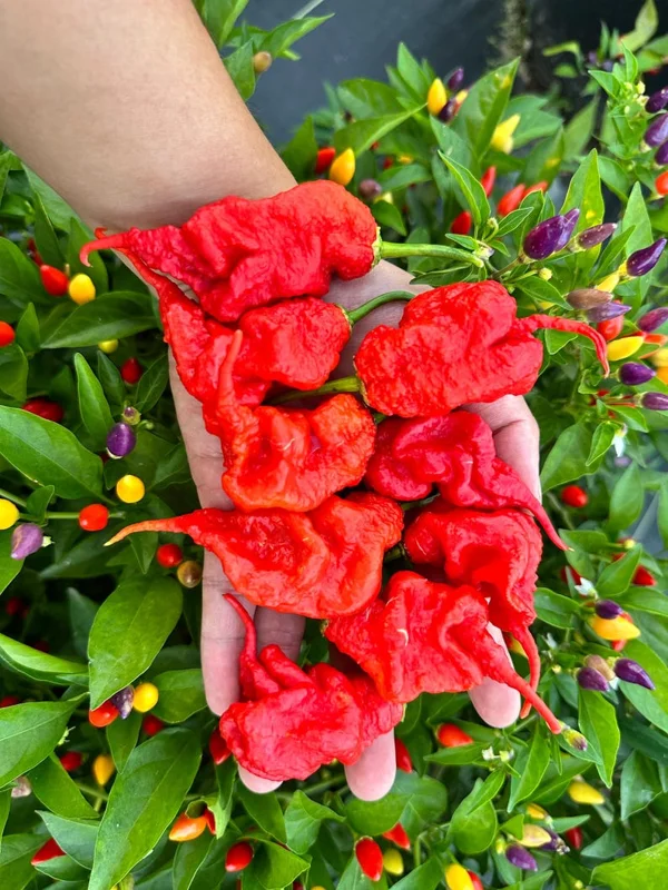 Tiberius Mauler Red Pepper Seeds - Super Hot & Gnarly