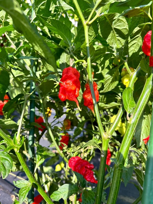 Tiberius Mauler Red Pepper Seeds - Super Hot & Gnarly