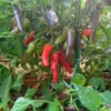 Tri-Thai Pepper Seeds - Heirloom Variety - 12+ Seeds Per Pack