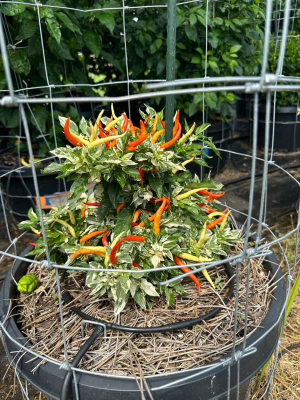 Variegated White Thai Pepper Seeds - Heirloom Pepper Seeds for Ornamental & Culinary Use