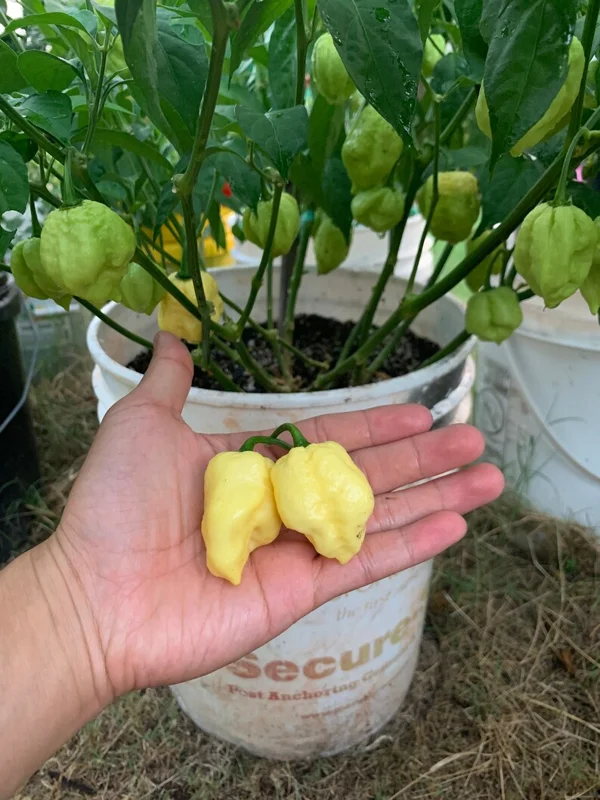 White Moruga Pepper Seeds - Rare Superhot Variety