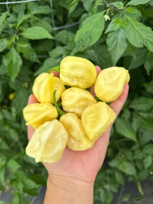 White Moruga Pepper Seeds - Rare Superhot Variety