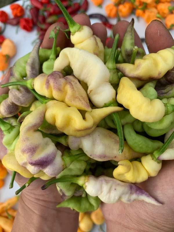 White Pepper Seeds - Super Hot Variety - 10+ Seeds Per Pack