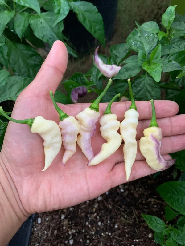 White Pepper Seeds - Super Hot Variety - 10+ Seeds Per Pack