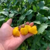 Yellow Peter Pepper Seeds - Medium Heat - Capsicum Annuum