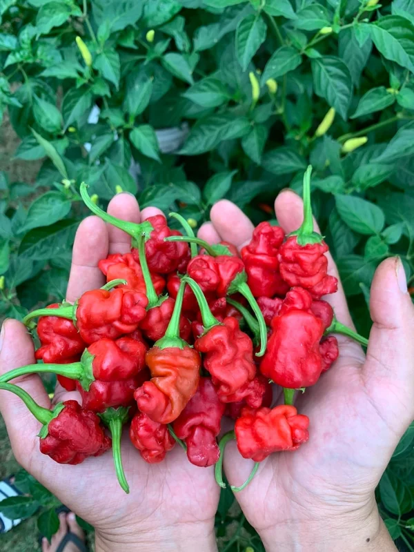Zou-pi Pepper Seeds - Heirloom Vegetable Seeds