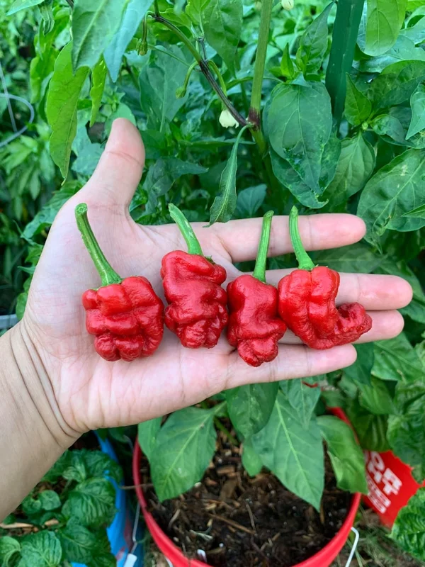 Zou-pi Pepper Seeds - Heirloom Vegetable Seeds