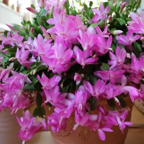 Christmas Cactus Live Plant – Schlumbergera – Indoor Plant – 6-8" Tall – 4" Pot - Image 2