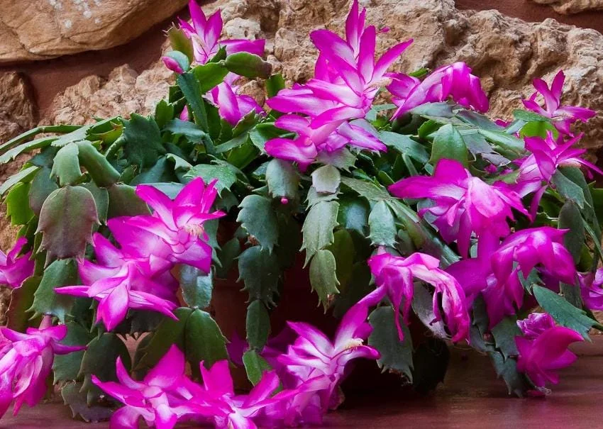 Christmas Cactus Live Plant – Schlumbergera – Indoor Plant – 6-8" Tall – 4" Pot - Image 1