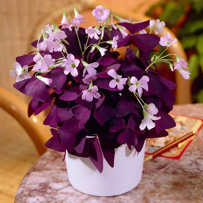 Oxalis Triangularis Purple Shamrock – Live Plant – 4-9 Inch – Indoor - Image 3