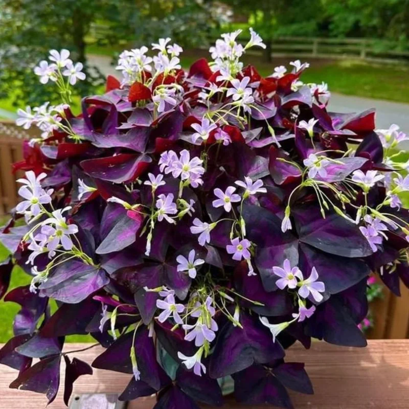 Oxalis Triangularis Purple Shamrock – Live Plant – 4-9 Inch – Indoor - Image 4