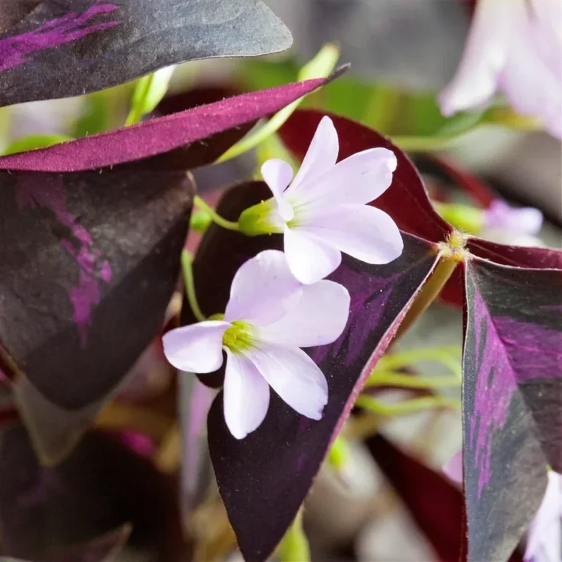 Oxalis Triangularis Purple Shamrock – Live Plant – 4-9 Inch – Indoor - Image 5