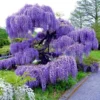 Wisteria Tree Plant - Image 1