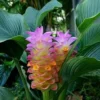 2 Curcuma Turmeric Ginger Live Plants, 4-6 Inch Tall, for Planting - Image 1