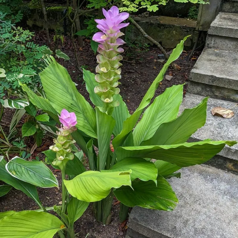 2 Curcuma Turmeric Ginger Live Plants, 4-6 Inch Tall, for Planting - Image 5