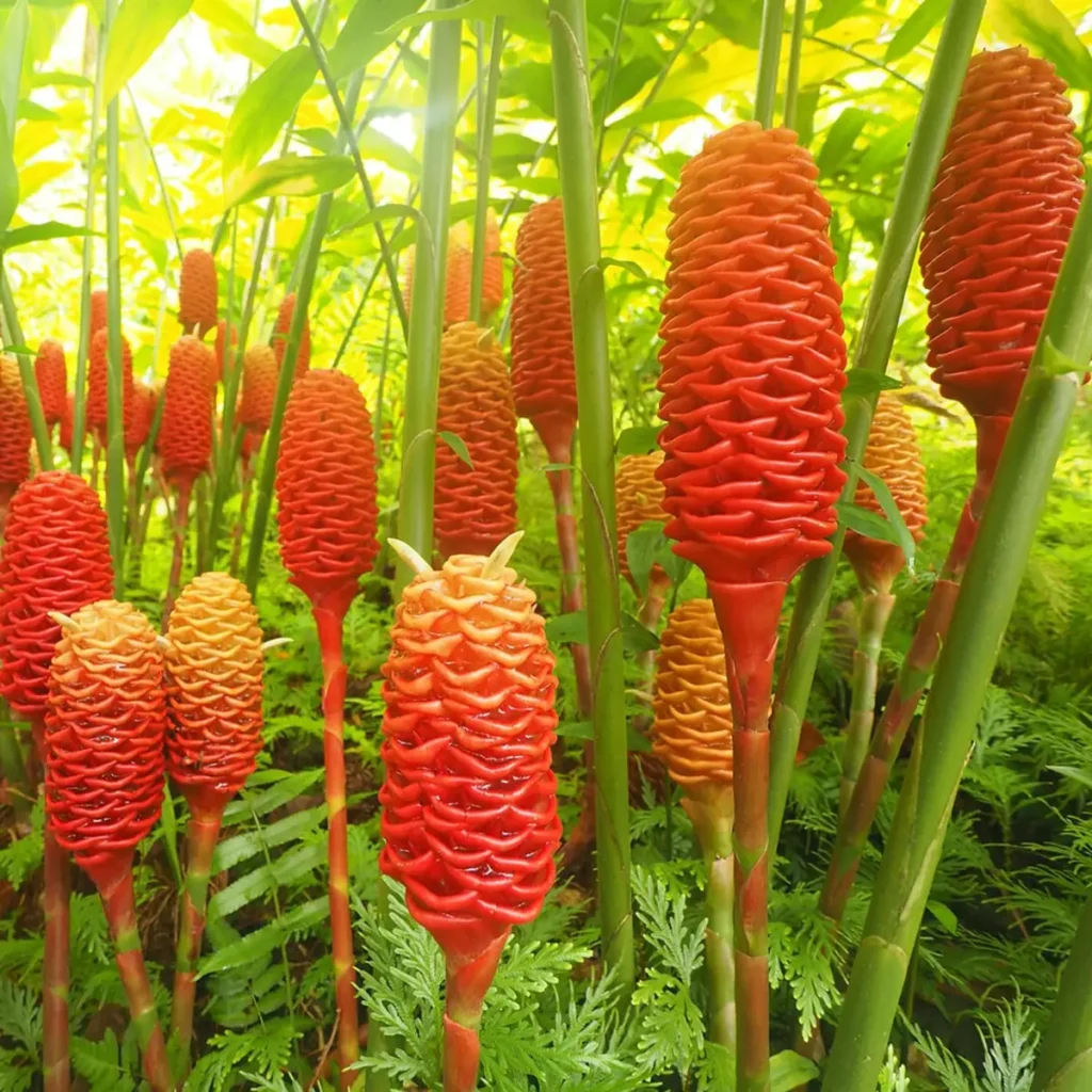 6 Awapuhi Shampoo Ginger Roots Rhizomes to Grow - Zingiber Zerumbet Pinecone Lily - Image 2