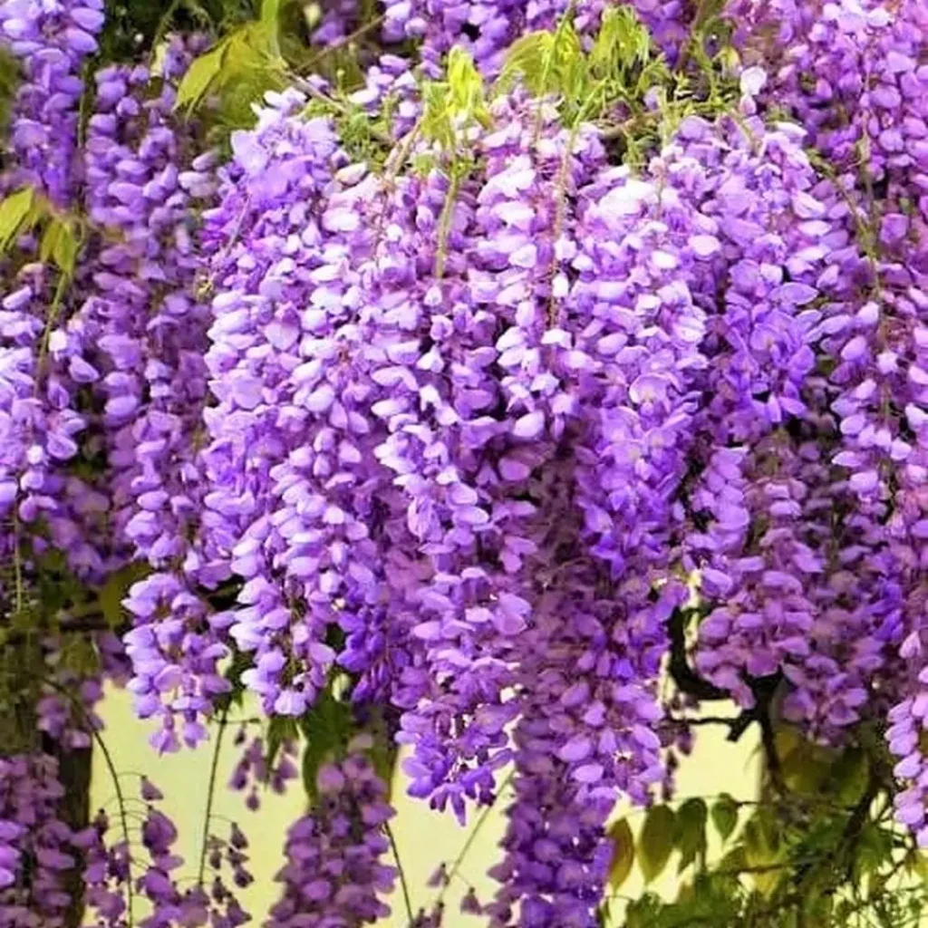 Purple Wisteria Live Plant, 6-10 Inch Tall, 2.5 Inch Pot - Outdoor Vine Tree - Image 3
